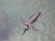 Spreewelten Bad Lübbenau - Schwimmen mit Pinguinen